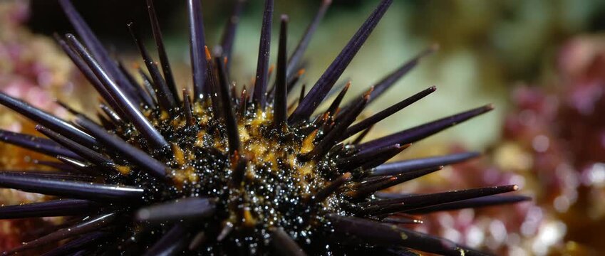 A detailed view of a sea urchin showcasing its striking spines.