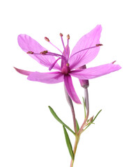 Naklejka premium Pink Alpine willowherb flower