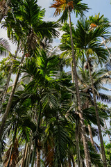 Fototapeta premium Mangalore Landscapes | Mangalore Tourism | Mangalore Houses - India Rural Life 