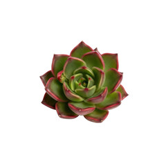 Echeveria plant with red tips