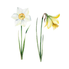 Fototapeta premium Spring daffodils flowers. Watercolor Narcissus, easter hand drawn illustration isolated on background, transparent png. Botanical and wedding clip art. For greeting card, wallpaper, wrapping paper