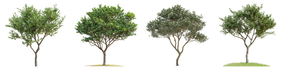 Obraz premium Four different lush trees stand side by side, showcasing their unique textures and shapes. Each tree is full of vibrant green leaves.