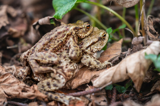 Two Common Toads Mating in Forest. Bufo bufo in Switzerland.