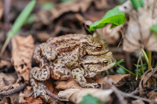 Two Common Toads Mating in Forest. Bufo bufo in Switzerland.