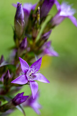 Purple flowers of german gentian (Gentianella germanica) grow tall among green grass in Gemeinde Bohinj, Slovenia showing nature's beauty during summer days.