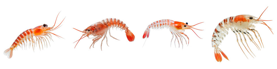 Macro shot of several small shrimp on isolated background. The shrimp have translucent bodies, a reddish-orange hue, and long antennae.