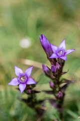 Purple flowers of german gentian (Gentianella germanica) grow tall among green grass in Gemeinde Bohinj, Slovenia showing nature's beauty during summer days.