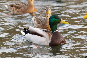 Group of wild mallard ducks floating on a pond. Male ducks with green heads and females with brown plumage swim together in rippling water. A natural wildlife scene.