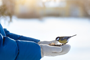 Tit  sits on the arm of a man holding seeds. Feed birds in the park in winter. Concept of the...