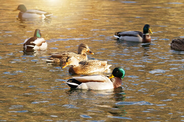 Group of wild mallard ducks floating on a pond. Male ducks with green heads and females with brown plumage swim together in rippling water. A natural wildlife scene.
