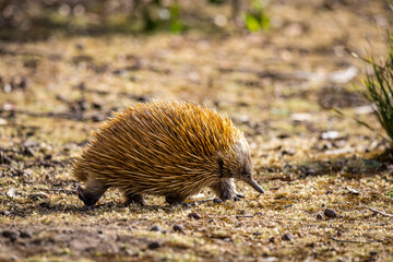 An echidna searches for food on the forest floor of Kangaroo Island, surrounded by natural vegetation and tranquility.