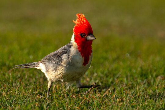 Red-crested Cardinal (Paroaria coronata) on Kauai, HI