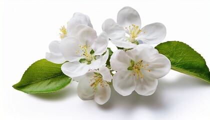 Delicate White Apple Tree Flowers During Spring Blooming Isolated On Transparent Background