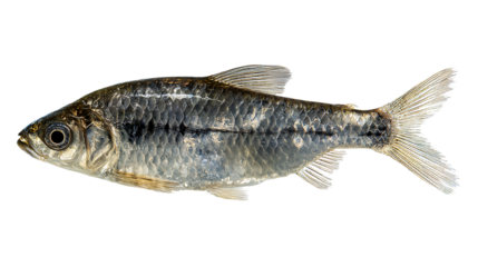 Silver fish with gold fins and tail isolated on a transparent background