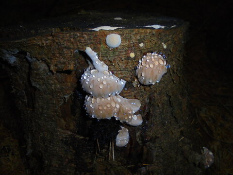 Close-up of pale beige jelly fungus exuding clear guttation droplets on a weathered tree stump. Shot in a temperate Beskydy forest under low light with flash, showing moist texture and decay.