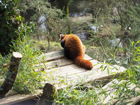 Panda roux &agrave; l'aff&ucirc;t