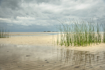 Cloudy day at the beach, reflections and vegetation in Colonia, Uruguay © nadia