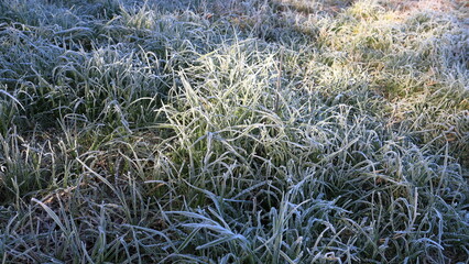 L'erba coperta con ghiaccio
