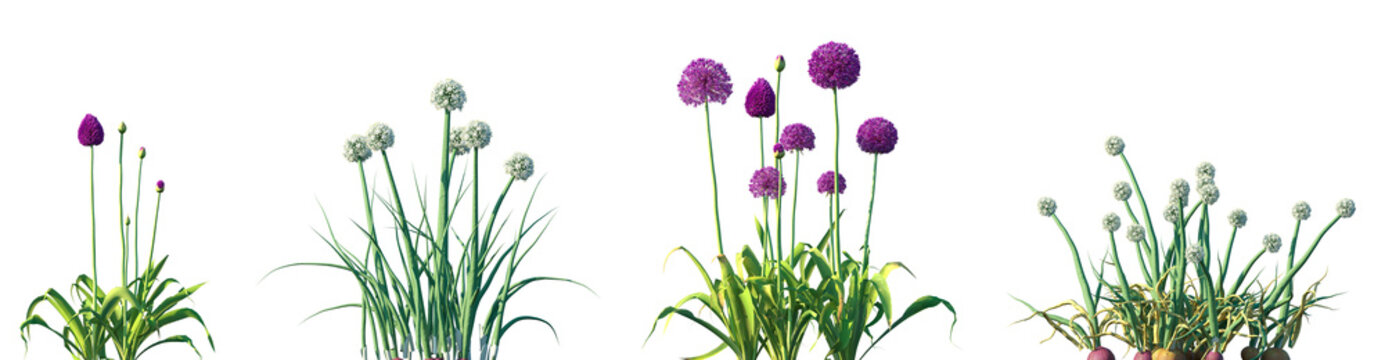 Set of Allium hollandicum and Allium cepa (the common onion) frontal isolated png on a transparent background perfectly cutout high resolution