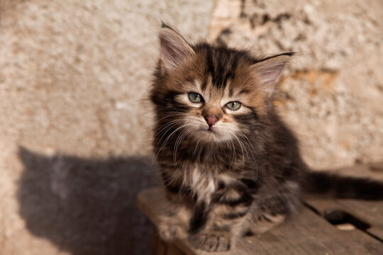 Petit chaton tigr&eacute; au poil long assis devant un mur en pierre au soleil