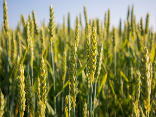 Obraz premium Wheat plants stand tall in a field under the sun