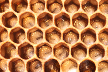 The honeycomb contains developing bee larvae and eggs.