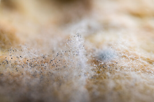 Macro of white fluffy mold colony on bread. Close-up of fungal growth and mycelium texture. Concept of expired food, waste and biology. Science background photography, selective focus