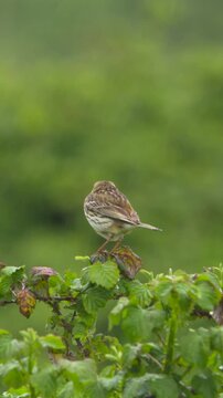 Meadow Pipit bird perched on freen tree raindrops falling