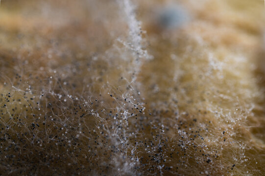 Macro of blue mold colony on organic surface. Close-up fungal growth on bread. Concept of expired food, bacteria, and decomposition. Biology and hygiene background