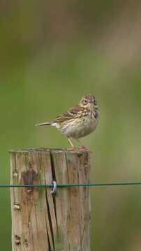 Meadow Pipit bird flying from wood post