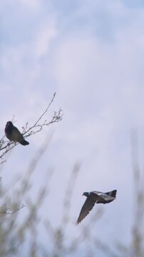 Pigeon bird flying over forest trees wings beating