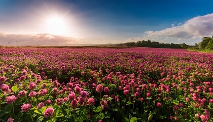 Field Of Pink Crimson Clover Agriculture Nitrogen Fixing Cover Crop
