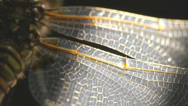 Extreme close-up macro shot of a dragonfly's transparent wings revealing an intricate golden vein pattern under bright light