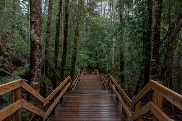 Obraz premium wooden walkway through a dense forest