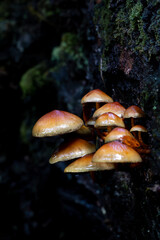 Fototapeta premium hypholoma frowardii, fungi on a tree trunk