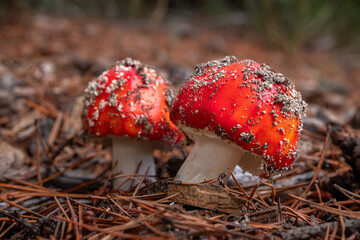 amanita muscaria, two red mushrooms surrounded by pine needles in a pine forest