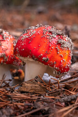 amanita muscaria, two red mushrooms surrounded by pine needles in a pine forest