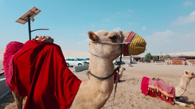 Camel riding at the desert safari at Sealine Desert Island Sea in Doha, Qatar