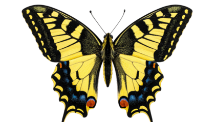 A vibrant butterfly, with bold yellow and black wing patterns, sits against a black background