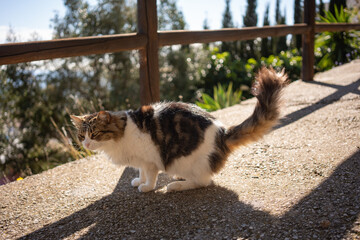 Fluffy domestic cat squatting outdoors on sunlit stone terrace, natural animal behavior, humorous moment, countryside garden setting, shallow depth of field, bright daylight, candid lifestyle scene