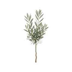 Fototapeta premium Young Olive Tree with Long Leaves