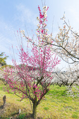 Fototapeta premium 伊万里梅園の梅（佐賀県伊万里市）