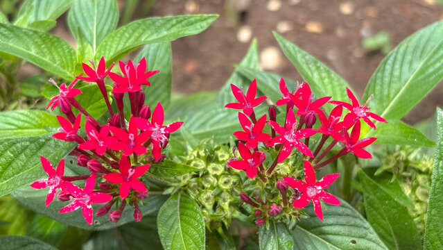 Red Egyptian Starcluster. Macro close-up of Pentas lanceolata highlighting its red star-shaped flowers and vibrant green foliage in a garden.