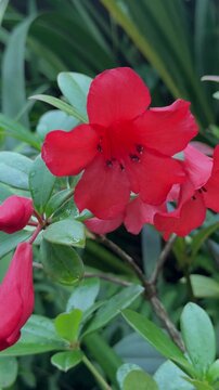 Closeup of a Red Southern Indian azalea (Rhododendron indicum) Flower
