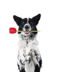 Fototapeta premium Cute border collie dog holding pink flower in mouth on white background