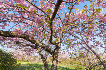 青空と河津桜（福岡県豊前市）