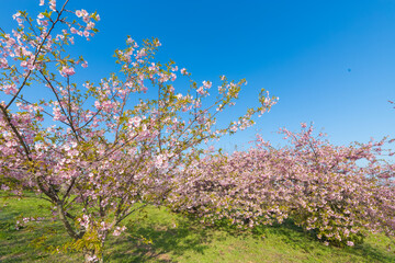 青空と河津桜（福岡県豊前市）