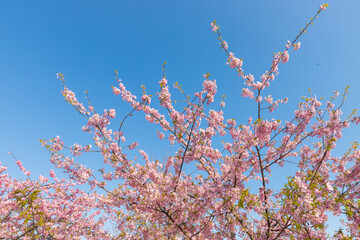 青空と河津桜（福岡県豊前市）