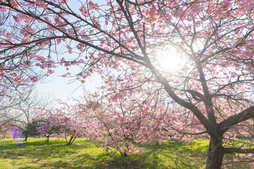 Obraz premium 青空と河津桜（福岡県豊前市）