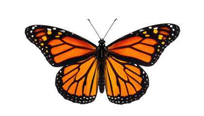 Symmetrical monarch butterfly with open wings, showcasing orange, black, and white markings